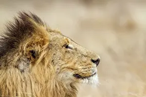 Gonarezhou: Lion in Kruger National park