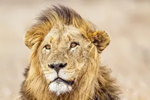Gonarezhou: Lion in Kruger National park
