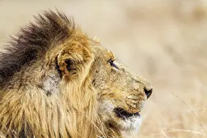 Gonarezhou: Lion in Kruger National park