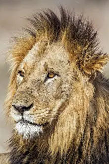 Gonarezhou: Lion in Kruger National park