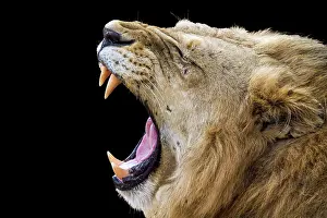 Gonarezhou: Lion in Kruger National park