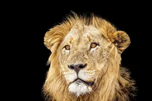 Gonarezhou: Lion in Kruger National park
