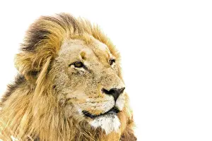 Gonarezhou: Lion in Kruger National park