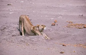 Arching: LION - Lioness arching back, stretching