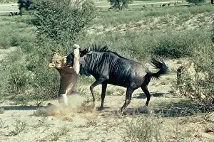 Suffocating: Lion - Lioness attacking wildebeest smothering prey