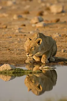 Crouching: Lion - Lioness crouching beside a water hole