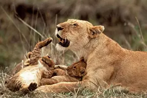 Upside: LION - lioness / female & 2 month old cubs