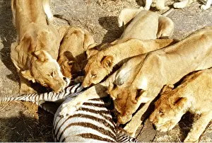 Pride: LION - five lioness / female attacking zebra