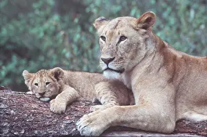 Contentment: LION - lioness / female with cub