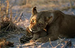 Preparing: LION - Lioness / female and cub, preparing to
