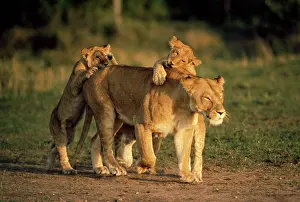 Naughty: LION - Lioness / female with her cubs