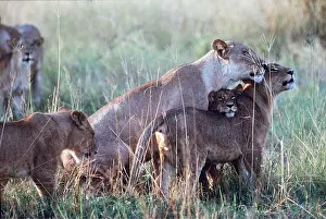 Pride: LION - lioness / female with cubs