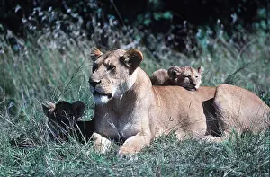 Lionesses: LION - Lioness / female with cubs