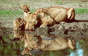 Hayden Oake: LION - lioness / female drinking with cubs