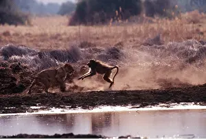 Baboons: LION - Lioness / female fighting with baboon