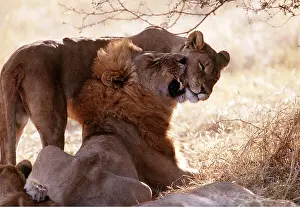 Operation: LION & lioness / female - pair rubbing heads