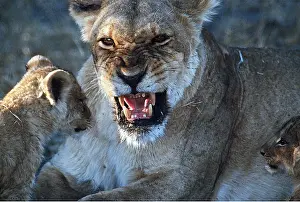 Growling: LION - lioness / female snarls at cub
