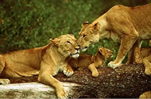 Touching: LION - two lioness / females with one cub