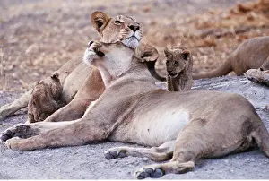 Pride: LION - two lioness / females with cubs