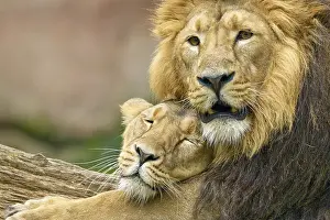Lions: A lion and a lioness lie close together and show tenderness
