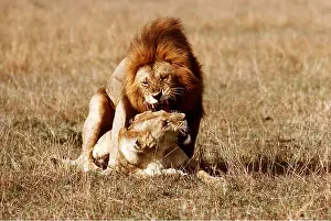 Lionesses: LION & Lioness - mating