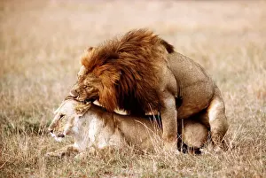 Lionesses: LION & Lioness - mating