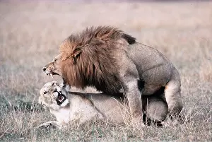 Lions: LION & Lioness - mating