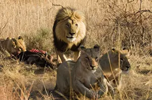 Prides: Lion and lioness with prey - Male chasing the cubs away
