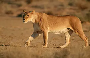 Ingrid Van Den Berg: LION - lioness on the prowl, side view