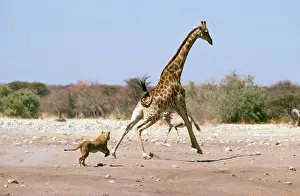 Gemsboks: Lion - lioness unsuccessfully chases male giraffe