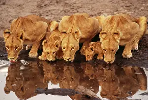 Prides: LION - lioness with young, drinking