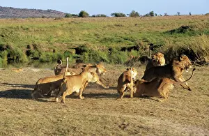 Potential: Lion - lionesses attacking male, a potential threat