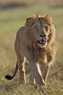 Massai: Lion - male