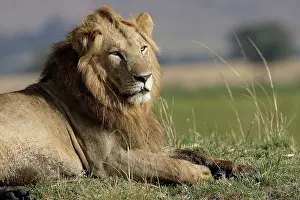 Massai: Lion - male