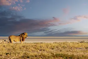 Single Animal: LION, MALE