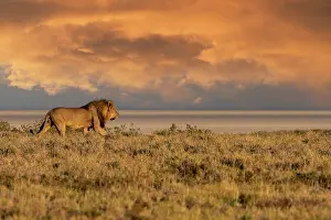 Single Animal: LION, MALE