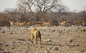 Lion - Male approaching a herd of Black Faced Impala