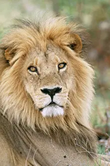 Ingrid Van Den Berg: LION - male, close up