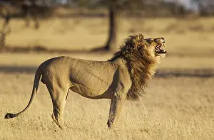 Grimace: Lion - male does the flehmen - the typical grimace