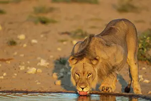 Made: Lion. Male. Drinking at a man-made waterhole. In