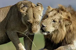 Massai: Lion - male & female