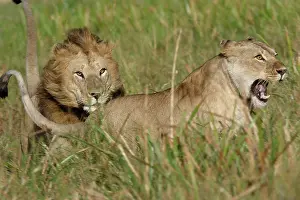 Massai: Lion - Male & female, courtship behaviour