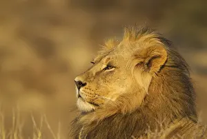 311017: Lion - male in the light of the early morning -