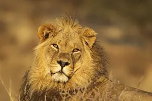 311017: Lion - male in the light of the early morning -