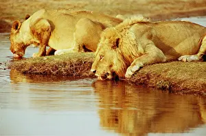 Lionesses: LION - male & Lioness drinking water