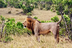 Scenting: Lion - male marking his territory