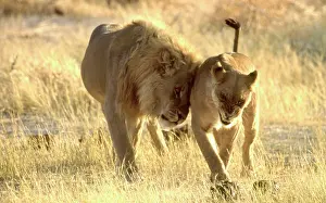 Nuzzling: LION - Male nuzzling snarling lioness / female
