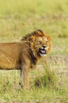 Flehmen: Lion - Male - performing flehmen expressions