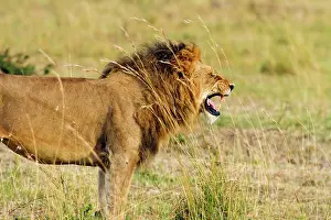 Scenting: Lion - Male - performing flehmen expressions