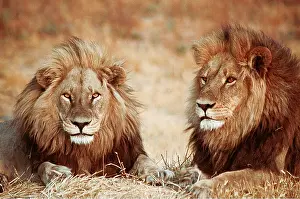 Hayden Oake: LION - two male resting